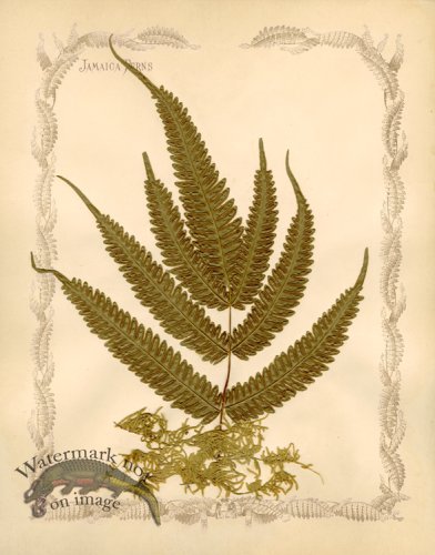 (image for) Jamaican Fern 9oc