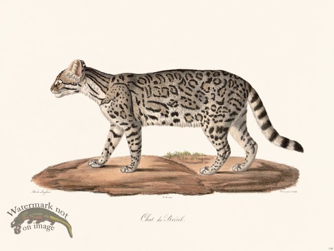 (image for) Cuvier 118 Brazin Cat