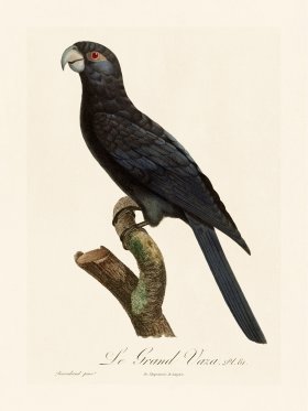 Barraband Parrot 081