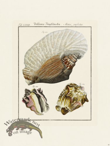 (image for) Martini Shells 036