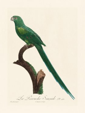 Barraband Parrot 042