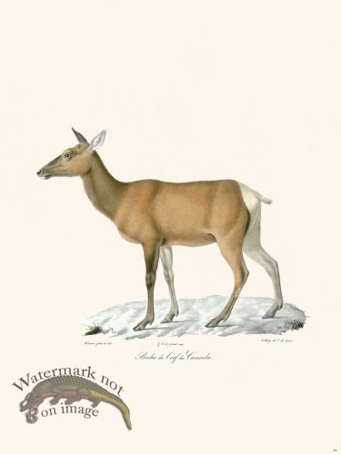Cuvier 024 Deer of Canada