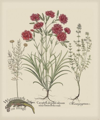 (image for) Besler 311 Colored B2