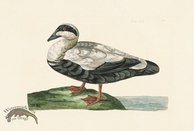 (image for) Pennant Zoology 044