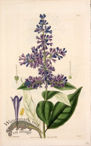 (image for) CBMS_0052