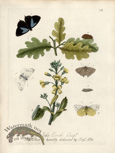 (image for) Albin Plate 52