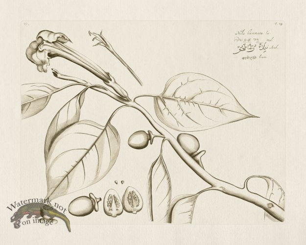 (image for) HORTUS VOL 02 29