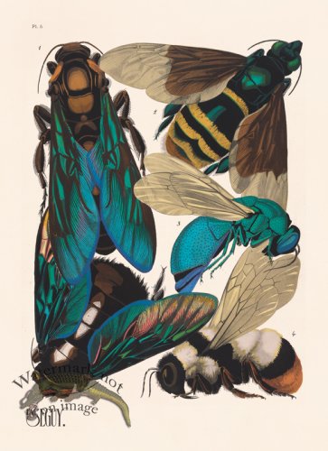 (image for) Seguy Bug 05