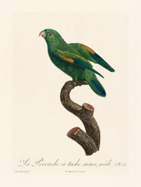 Barraband Parrot 058