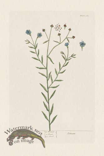 (image for) BEE 160 Flax