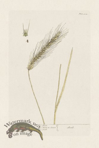 (image for) BEE 424 Rye