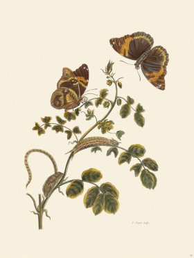 Merian Metamorphosis 32