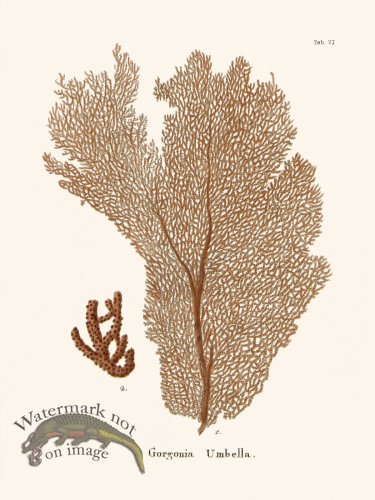 (image for) Esper Coral 006