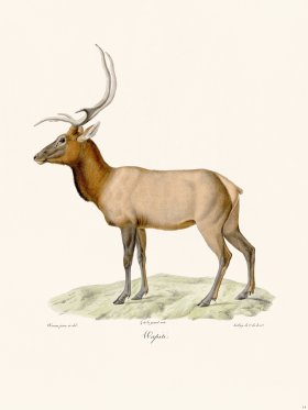 (image for) Cuvier 014 Elk