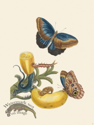 Merian Metamorphosis 23