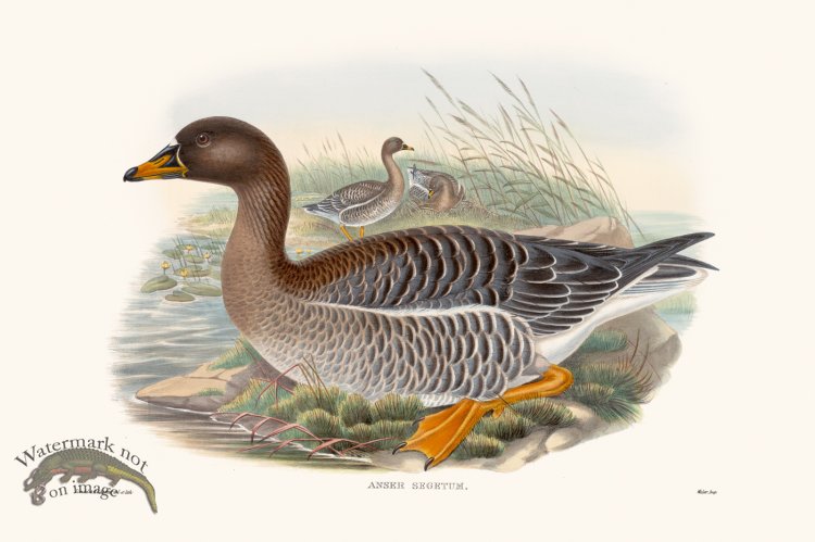 (image for) Gould Waterfowl 40