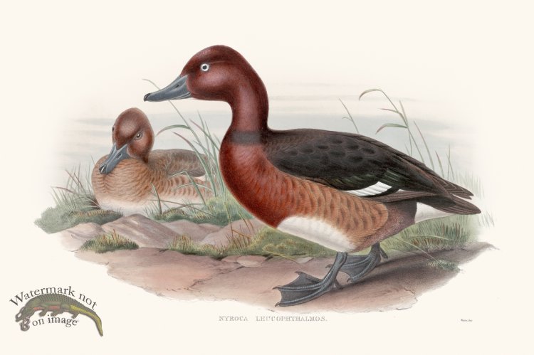(image for) Gould Waterfowl 22