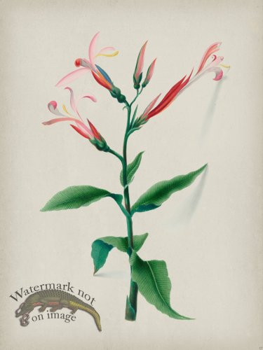 (image for) Andean Botanicals 017