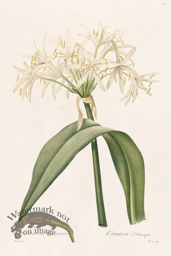 (image for) Les Liliacees Redoute 332