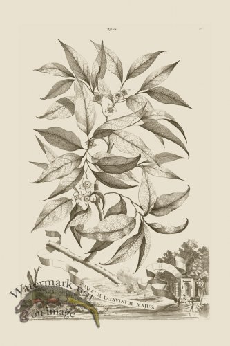 (image for) Abraham Munting 014