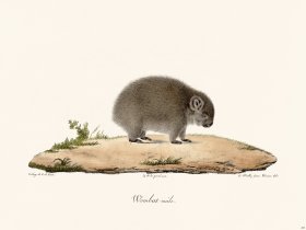 Cuvier 209 Male Wombat