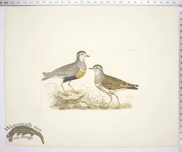 Common Dottrel; Male-Summer Plumage; Female-Winter