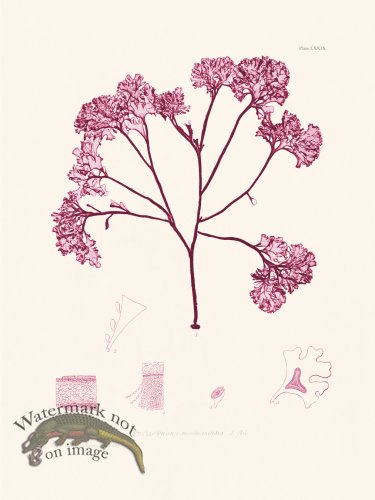 (image for) Bradbury Seaweed 079