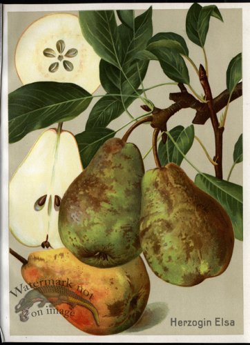 (image for) Fruit 04