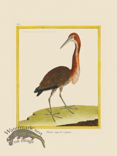 (image for) Martinet Bird 860