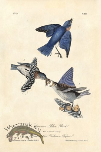 (image for) Common Blue Bird