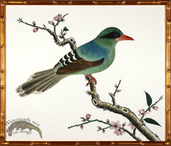 (image for) Asian Birds 02