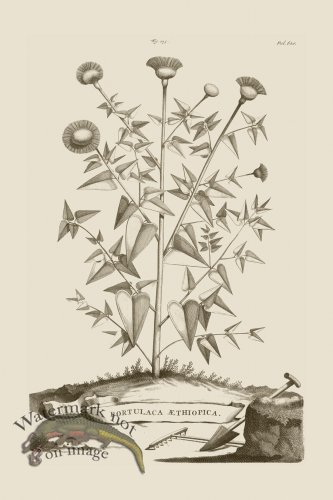 (image for) Abraham Munting 175