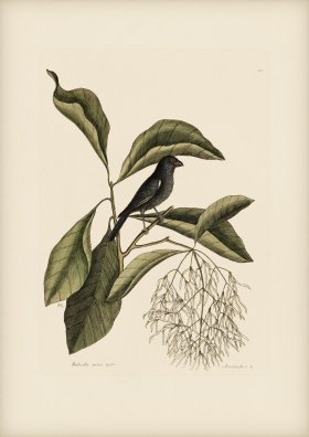 068 Little Black Bull Finch