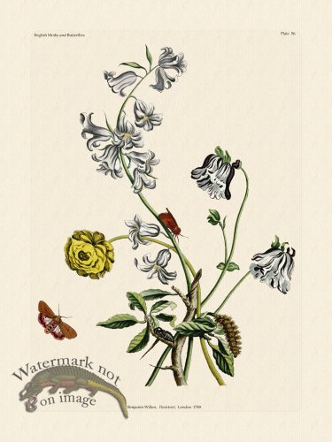 (image for) Wilkes Butterflies 056