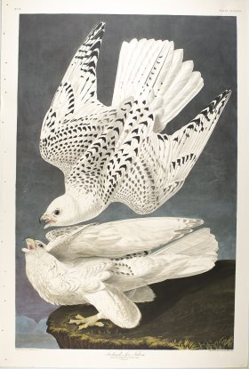 Iceland or Jer Falcon