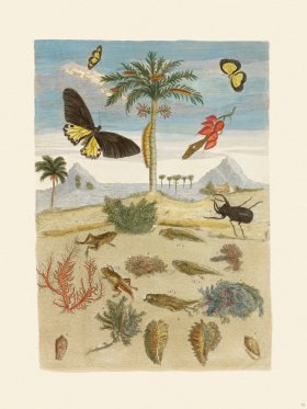 Merian Metamorphosis 72