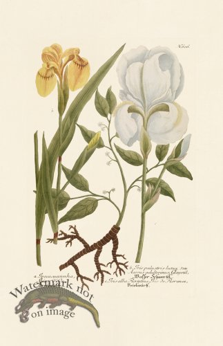 (image for) Weinmann PL 606