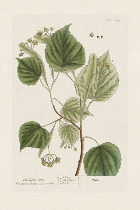 BEE 469 The Lime=tree