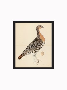 Rudbeck CFA_BF 28 CAPERCAILLIE