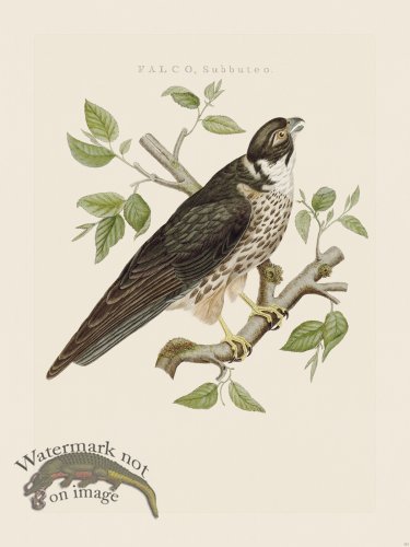 (image for) Nozeman Bird 113