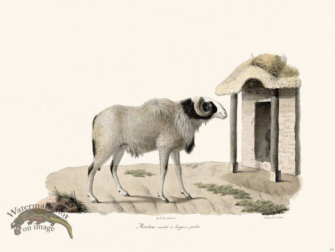(image for) Cuvier 141 Sheep Variety