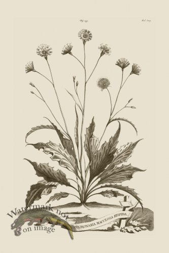 (image for) Abraham Munting 233