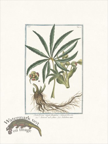 (image for) Bonelli 427 Stinking hell-wore