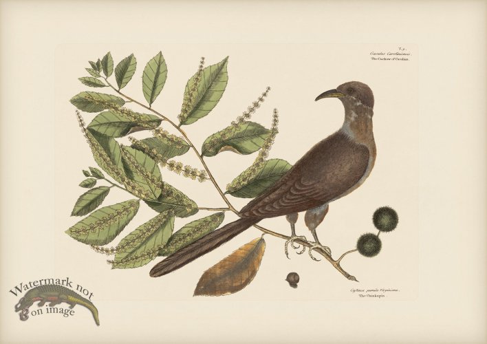 (image for) 009 Cuckow of Carolina