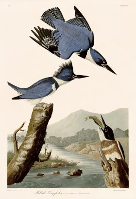 077 Belted Kingfisher