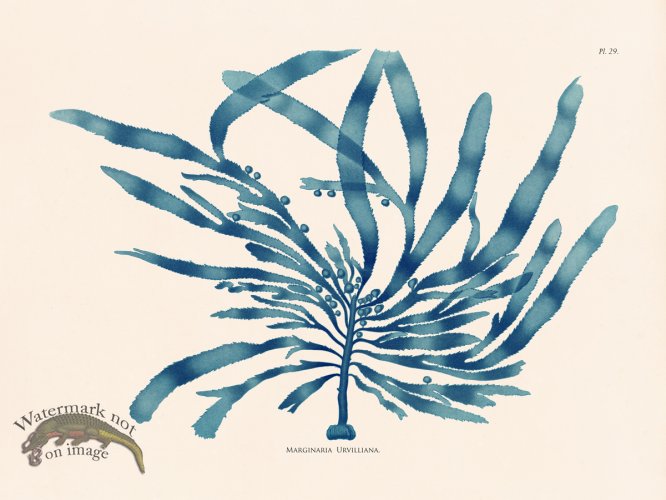 (image for) Oceanie 29