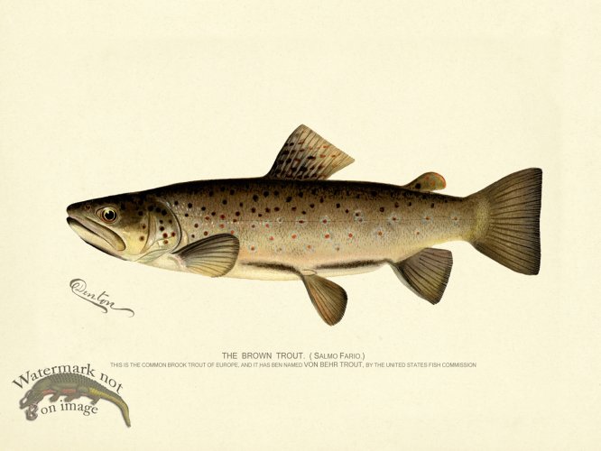 (image for) Trout - Brown