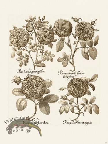 (image for) Besler 095 B1