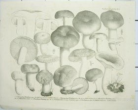 Mushroom Atlas 60
