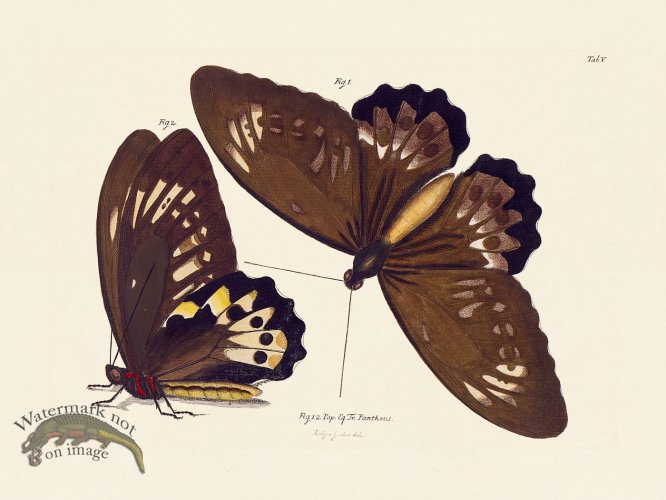 (image for) Jablonsky Butterfly 005